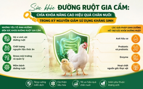 Sức khỏe đường ruột gia cầm: Nền tảng trong chiến lược dinh dưỡng hiện đại
